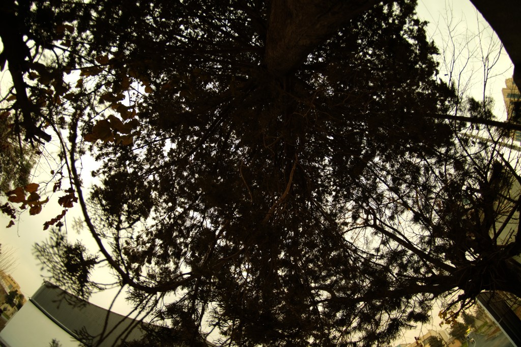 Delusional passenger